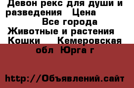 Девон рекс для души и разведения › Цена ­ 20 000 - Все города Животные и растения » Кошки   . Кемеровская обл.,Юрга г.